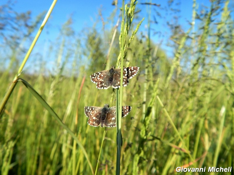 Pyrgus malvoides